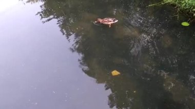 Bulanık su birikintisinde kürek çeken bir ördek.