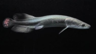 Akvaryumda tek başına yüzen bir balık.