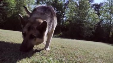 Bir Alman çoban köpeği çimenleri kokluyor.