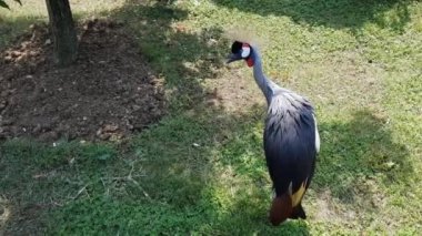 Yerde gri taçlı bir vinç var.