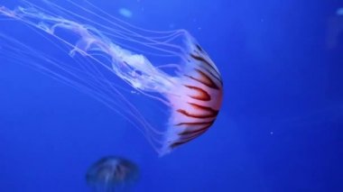 Bir akvaryumda su altında yüzen bir grup denizanası.