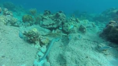 Deniz tabanının altındaki kayalarda yüzen bir yılanbalığı.