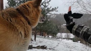 Karlı bir ortamda köpekle oynayan bir insan.