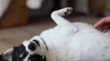 Köpeğin karnını ovalayan bir insan.