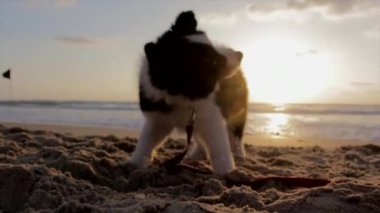 Yaka askısını ısırarak çekiştirmece oynayan bir köpek yavrusu.