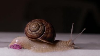 Küçük bir çiçeğin üzerinde sürünen bir kabuk.