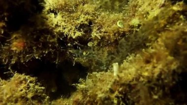 Deniz otları üzerinde kamufle olan bir karides.