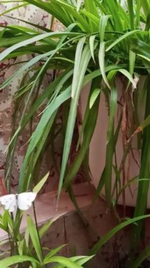 Bahçede beyaz bir kelebek