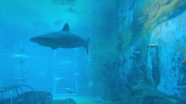 Tehlikeli köpekbalıklarıyla dolu bir akvaryum.