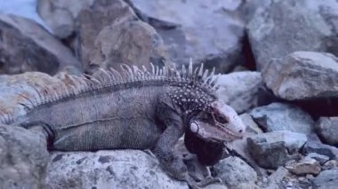 Kayaların üzerinde dinlenen bir iguana.