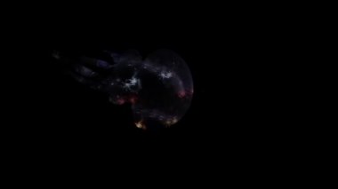 Denizanalarının animasyon görüntüleri