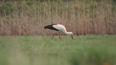 Çimenlerde yürüyen kuş.