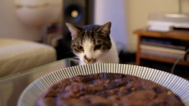 Kedi masada yemek kokluyor.