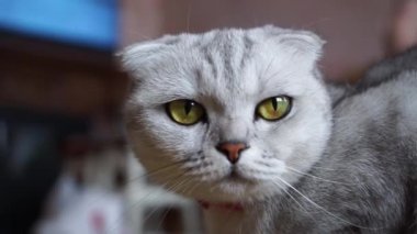 İskoç bir kedinin görüntülerini kapatın.