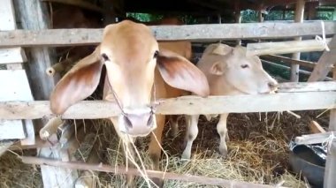 ineklerin videosunu kapat