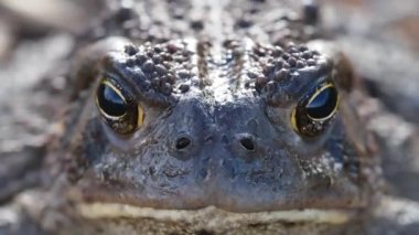 Kurbağa videosunu kapat