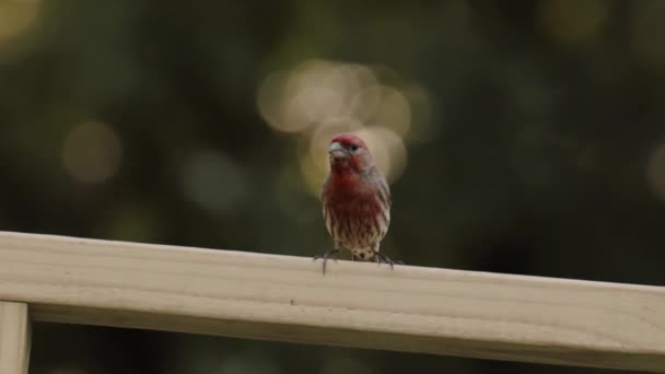 Un uccello appollaiato su una sporgenza di legno — Video Stock