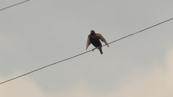 Un uccello appollaiato su un filo elettrico — Video Stock