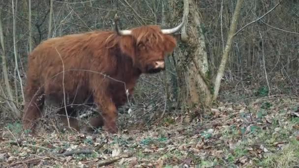 Um bisonte caminhando na floresta — Vídeo de Stock