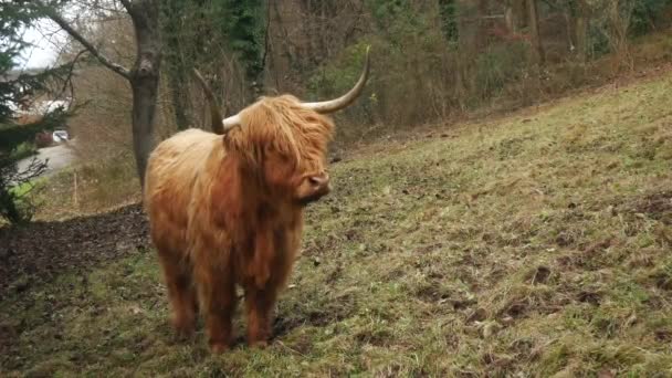 Um bisonte no campo perto da floresta — Vídeo de Stock