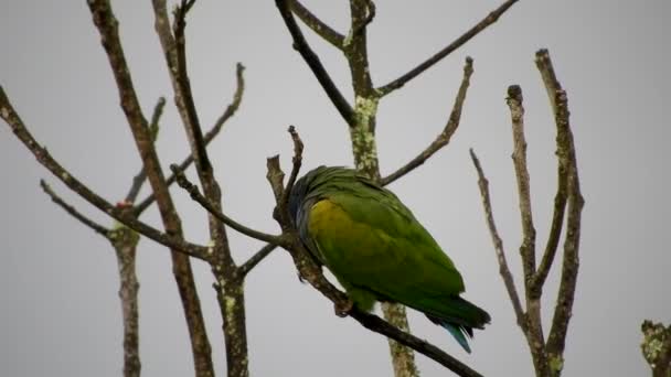 Un pionus testa blu appollaiato su un gambo — Video Stock