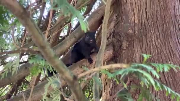 Ein schwarzes Eichhörnchen springt auf Äste eines Baumes — Stockvideo