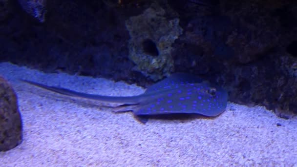 Un rayo punteado azul en un acuario — Vídeo de stock