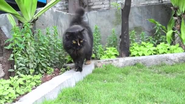 Un gato caminando en una caja de plantas de jardín — Vídeos de Stock