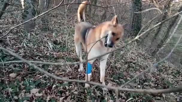 咬无叶树树皮的狗 — 图库视频影像