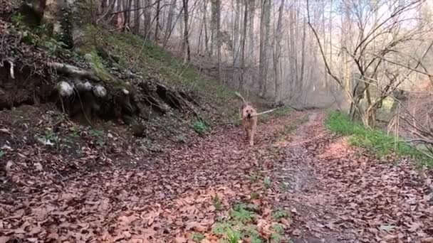 Un perro corriendo por el bosque con un palo — Vídeos de Stock