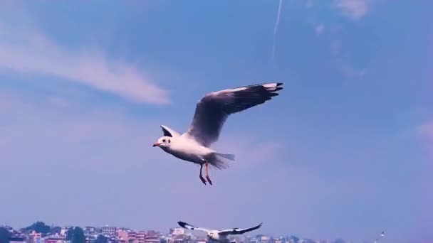 Un troupeau d'oiseaux volant au-dessus de l'eau de mer — Video