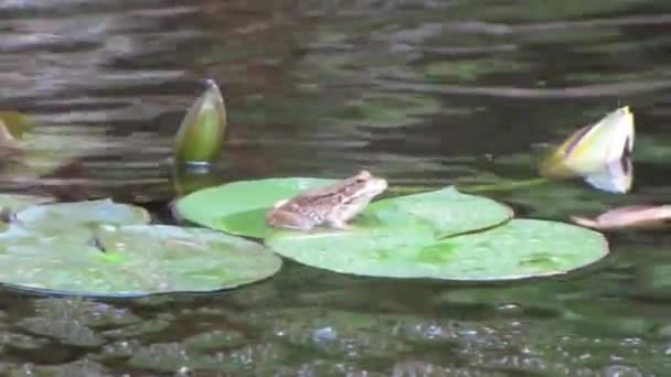 Een kikker op een blad — Stockvideo