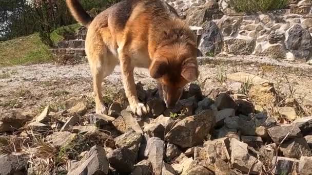 Un perro pastor alemán oliendo sobre un montón de rocas — Vídeo de stock