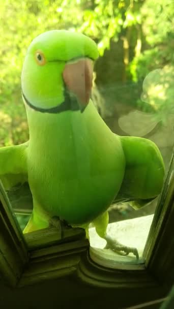 En grön papegoja uppsatt på en fönsterkant av glas — Stockvideo