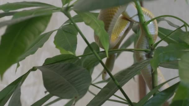 Eine grüne Schlange, die auf Zimmerpflanzen kriecht — Stockvideo