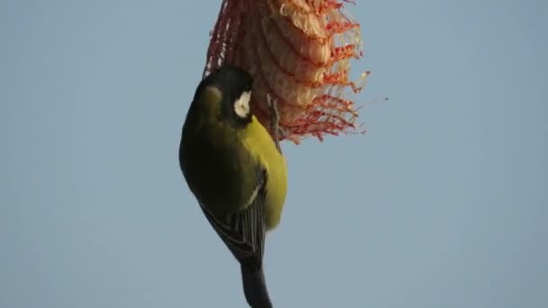 Un passero verde che si nutre di cibo posto in una rete di plastica appesa — Video Stock