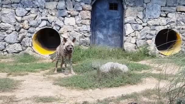 Eine Hyäne im Zoo — Stockvideo