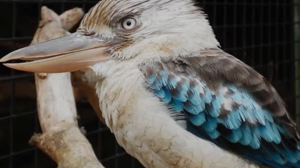 Ein Kookaburra-Vogel in Gefangenschaft — Stockvideo