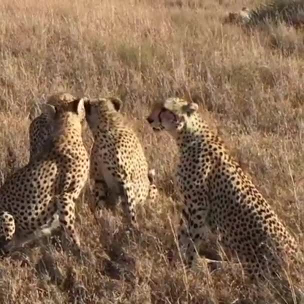 Un salto di leopardi in natura — Video Stock