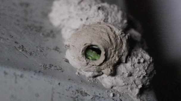 Um ninho de barro construído por uma vespa solitária — Vídeo de Stock