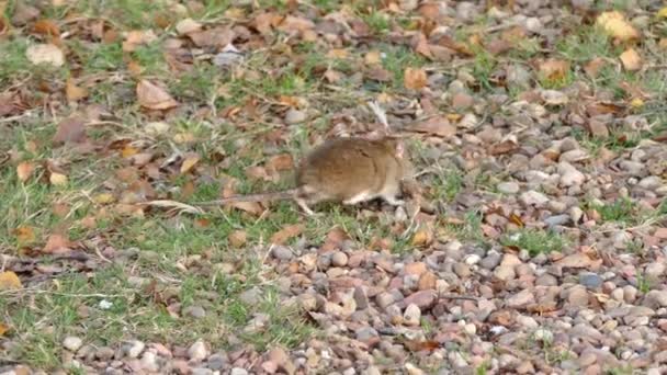 Een muis op zoek naar voedsel — Stockvideo