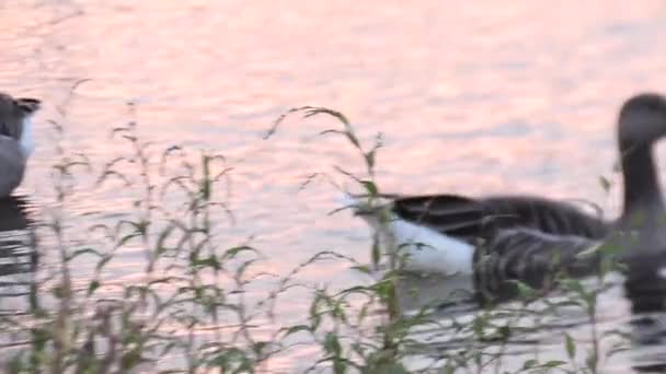 Para dzikich kaczek wiosłujących w stawie wodnym Wideo Stockowe bez tantiem