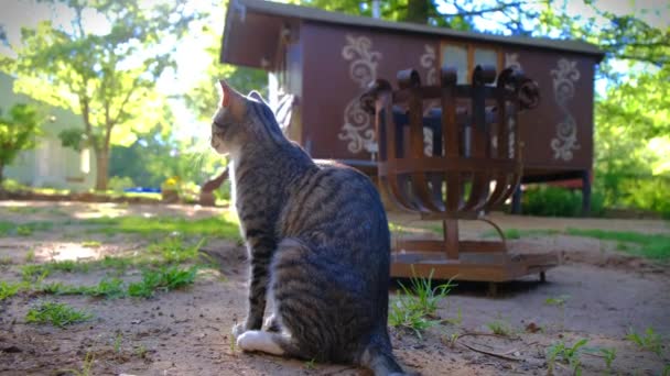 A pet cat roaming around the garden — Stock Video