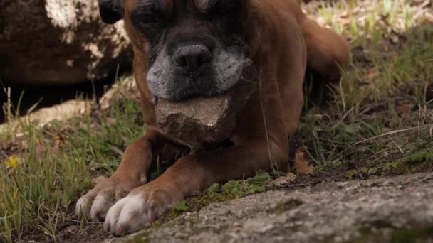 ペットの犬が口に岩を抱えていて — ストック動画