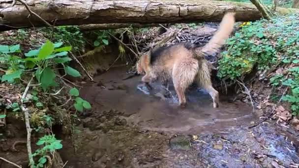 Un chien de compagnie saute sur un bassin d'eau d'un ruisseau — Video