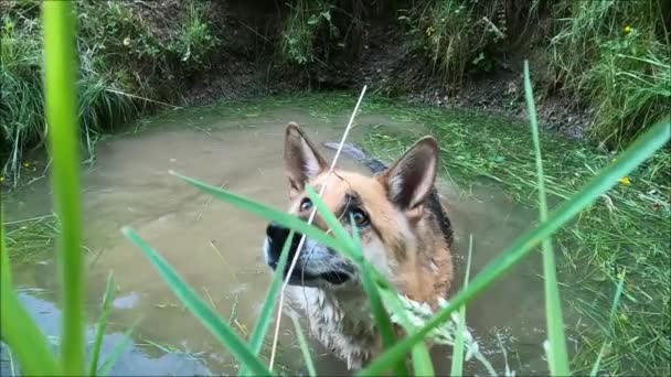 在池塘里玩耍的宠物狗 — 图库视频影像