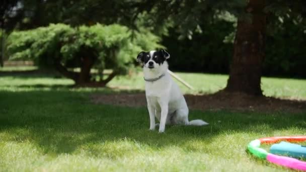 Egy kutya pihen a füves parkban — Stock videók