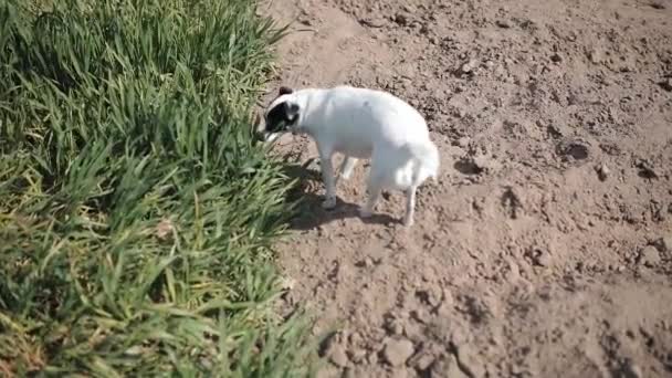 Ένα κατοικίδιο ζώο σκυλί μυρίζει το γρασίδι εξωτερική — Αρχείο Βίντεο