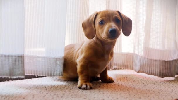 Um cão de estimação vagando em uma câmera — Vídeo de Stock