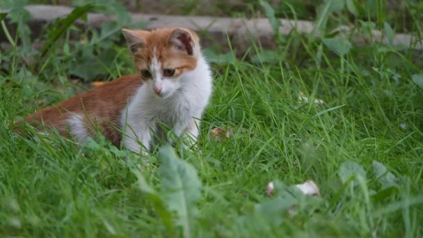 Zwierzę domowe kotek odpoczynku i próbuje złapać owada w trawie — Wideo stockowe